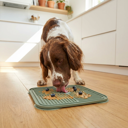 Happy brown-and-white dog licking sage-green silicone enrichment mat in a bright kitchen